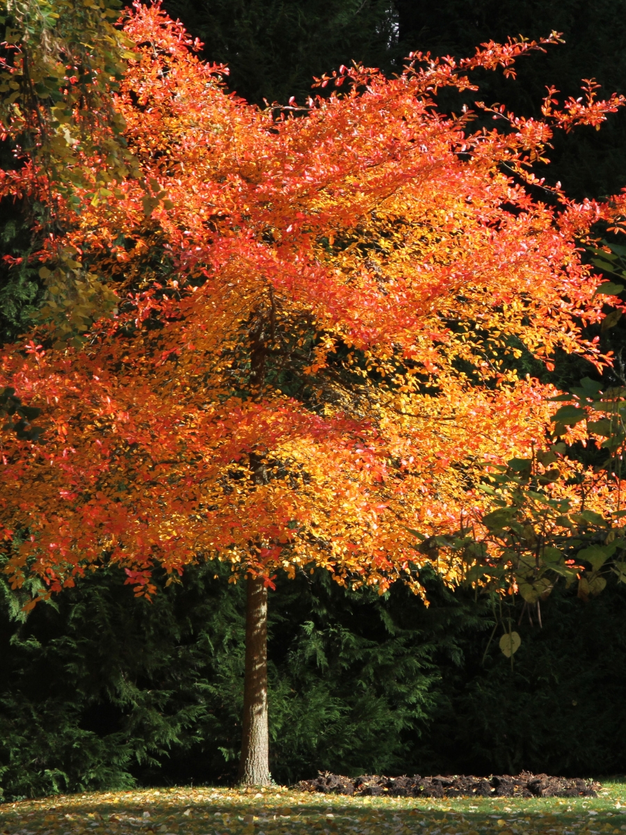 Orange black tupelo tree in fall