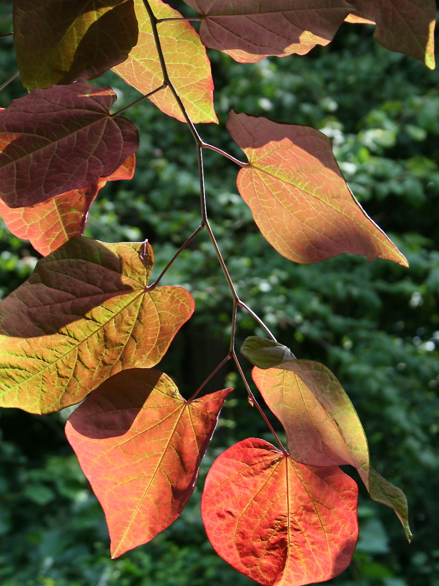 Eastern redbud fall leaves