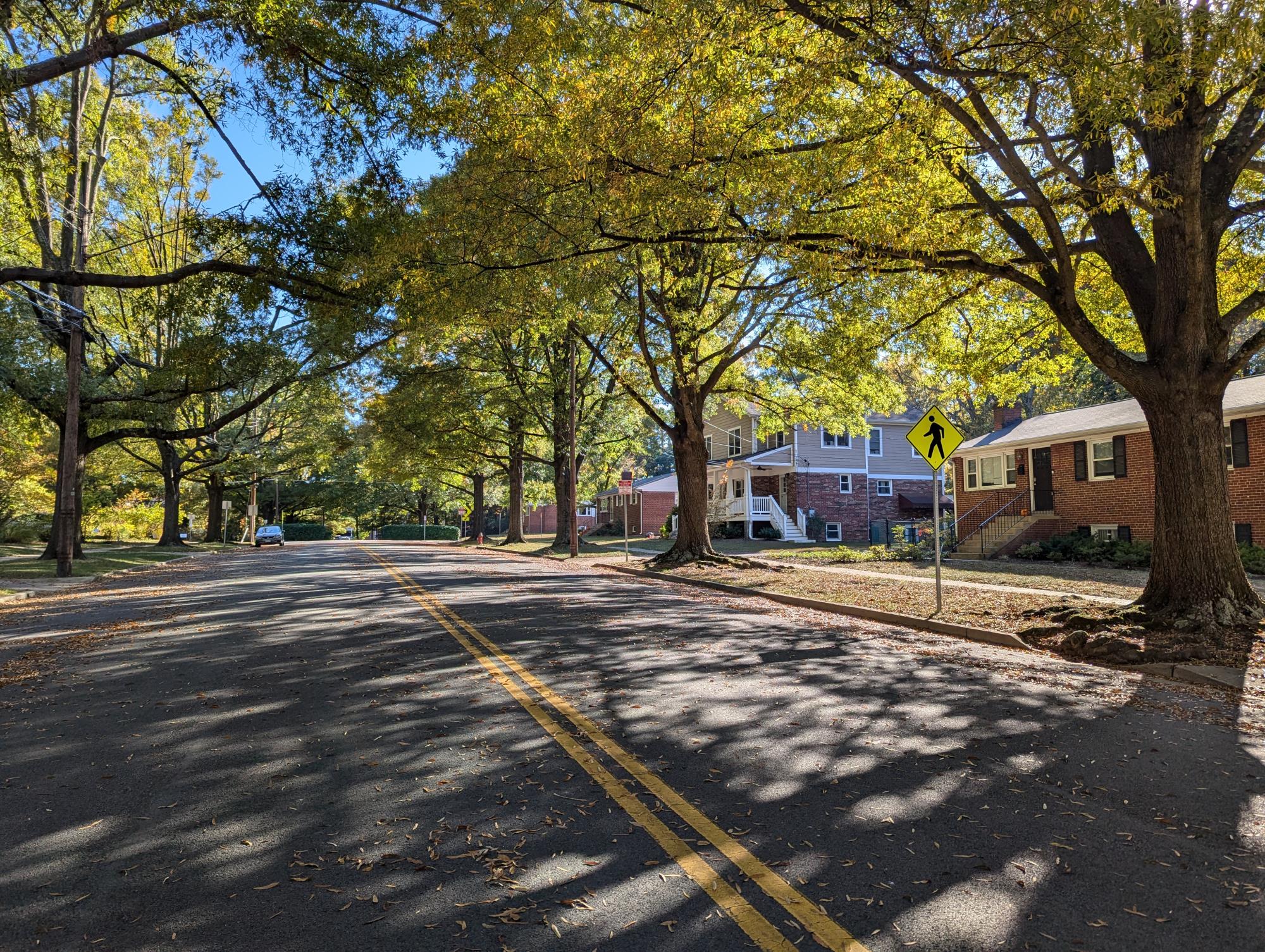 staked street tree