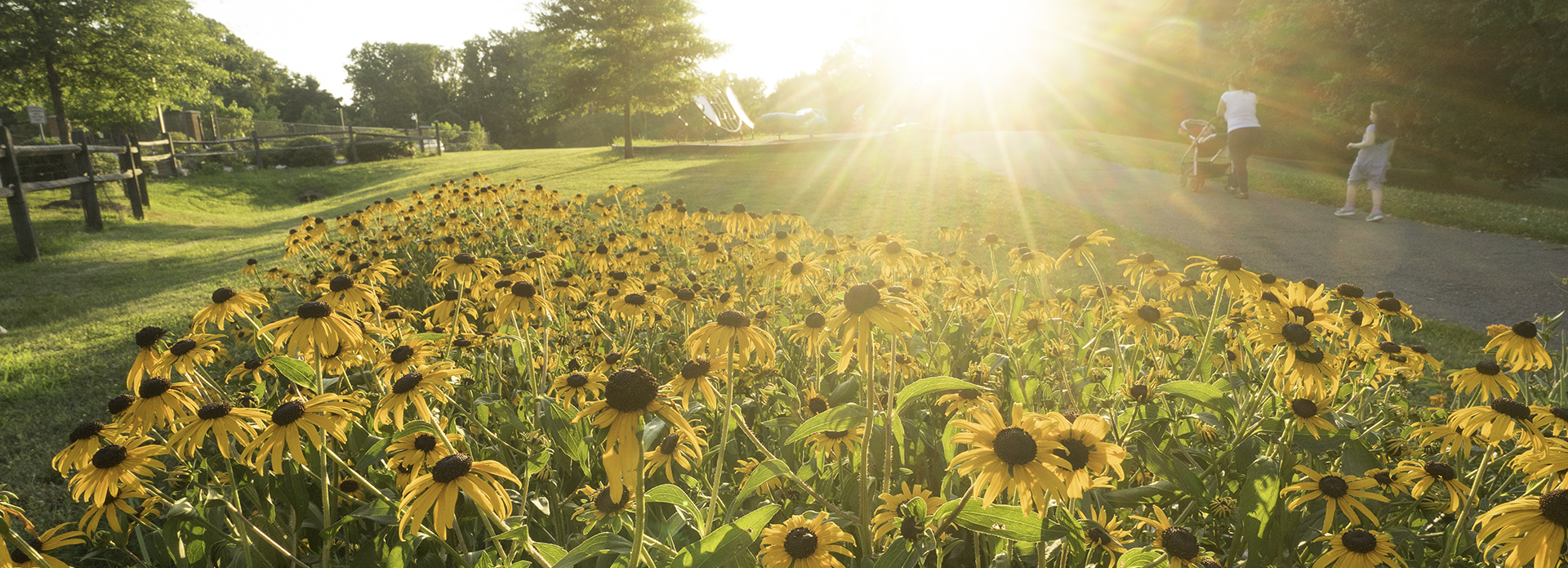 Summer sunflowers in a field at sunset at Van Dyck Park