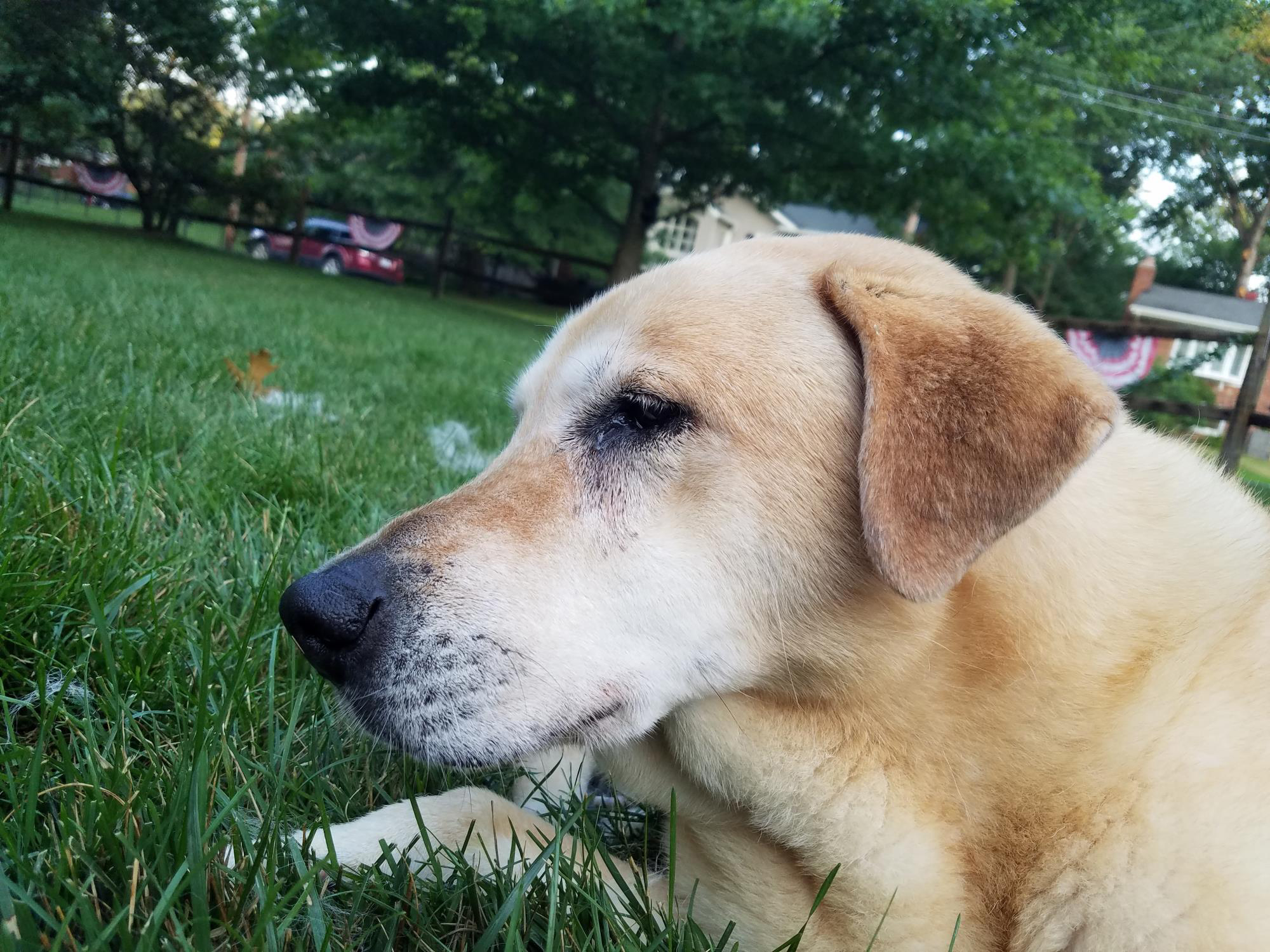 yellow lab dog