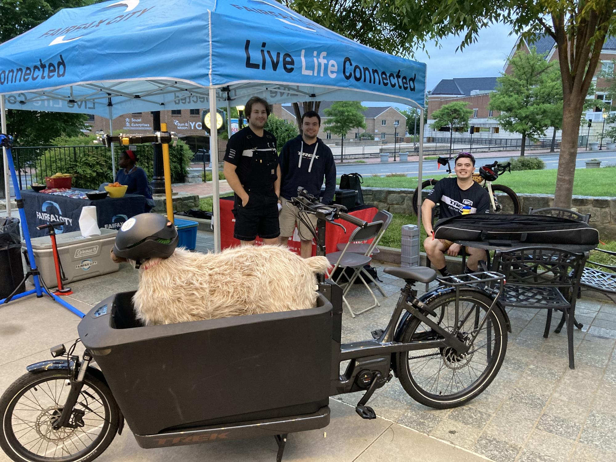 BTWD 2024 Trek - Sheep