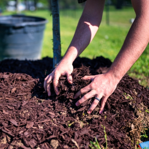 hands adding mulch around tree