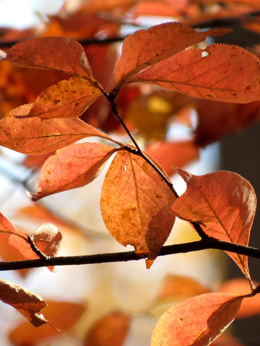 Orange black tupelo leaves in fall