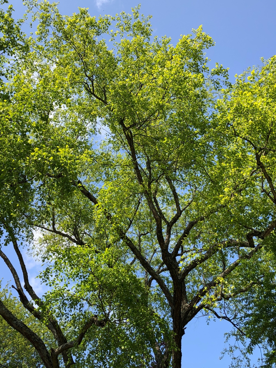 River birch tree with green leaves