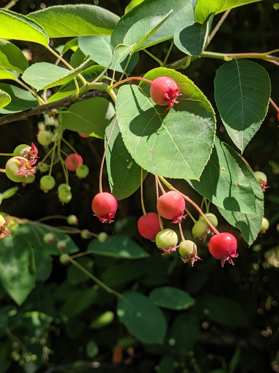 Serviceberry leaves and red fruit