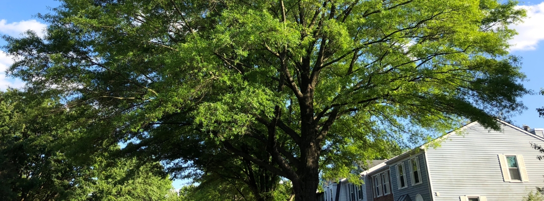 willow oak stands tall next to a townhome