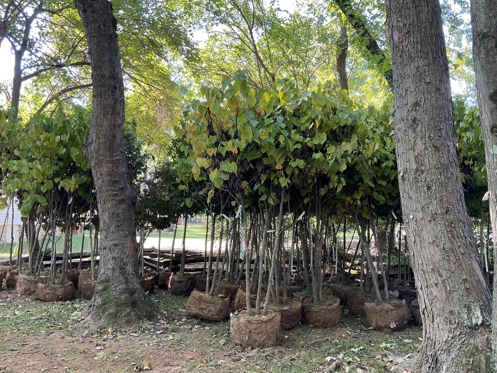 group of nursery trees